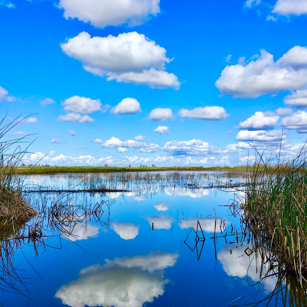 Field Trip: Members Only Sandhill Cranes and Wintering Waterfowl 3