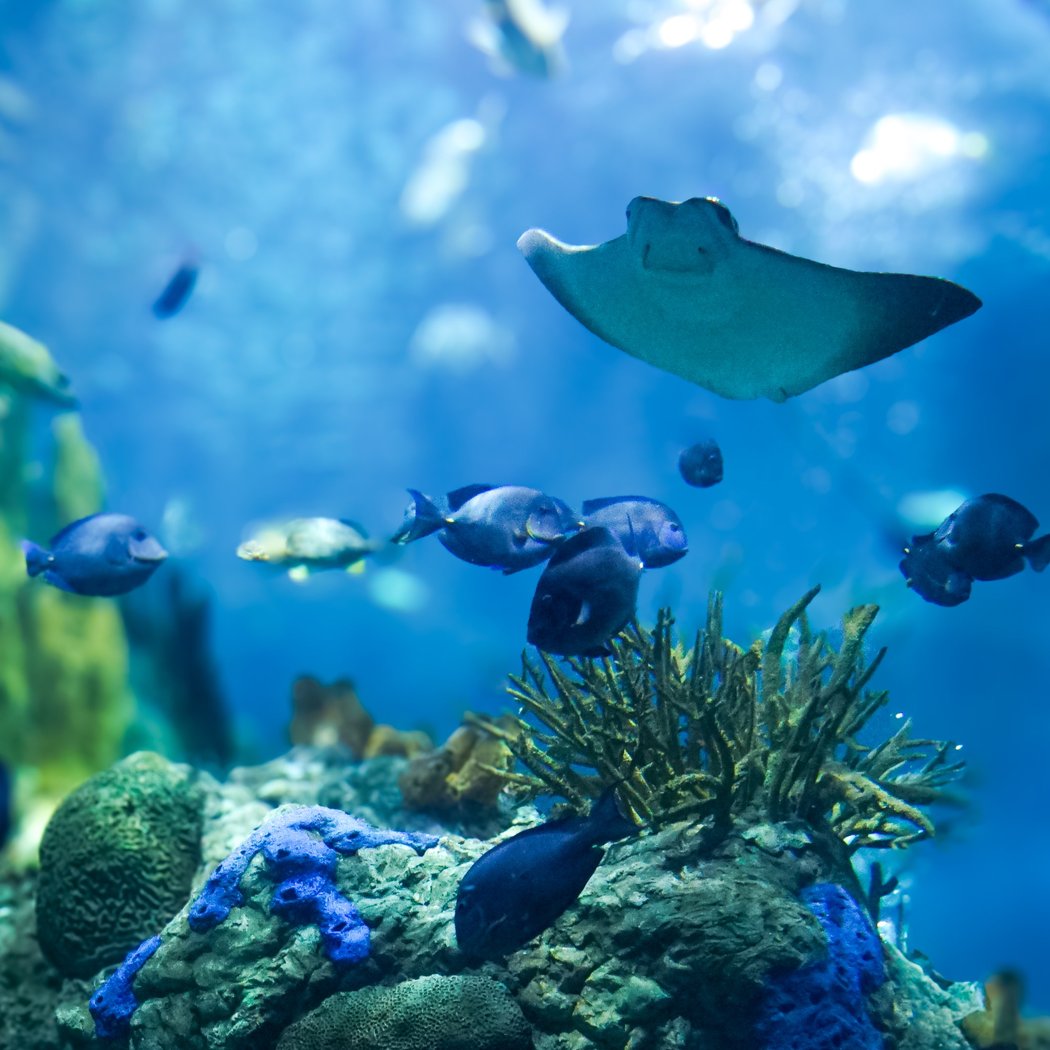 Audubon Aquarium 2