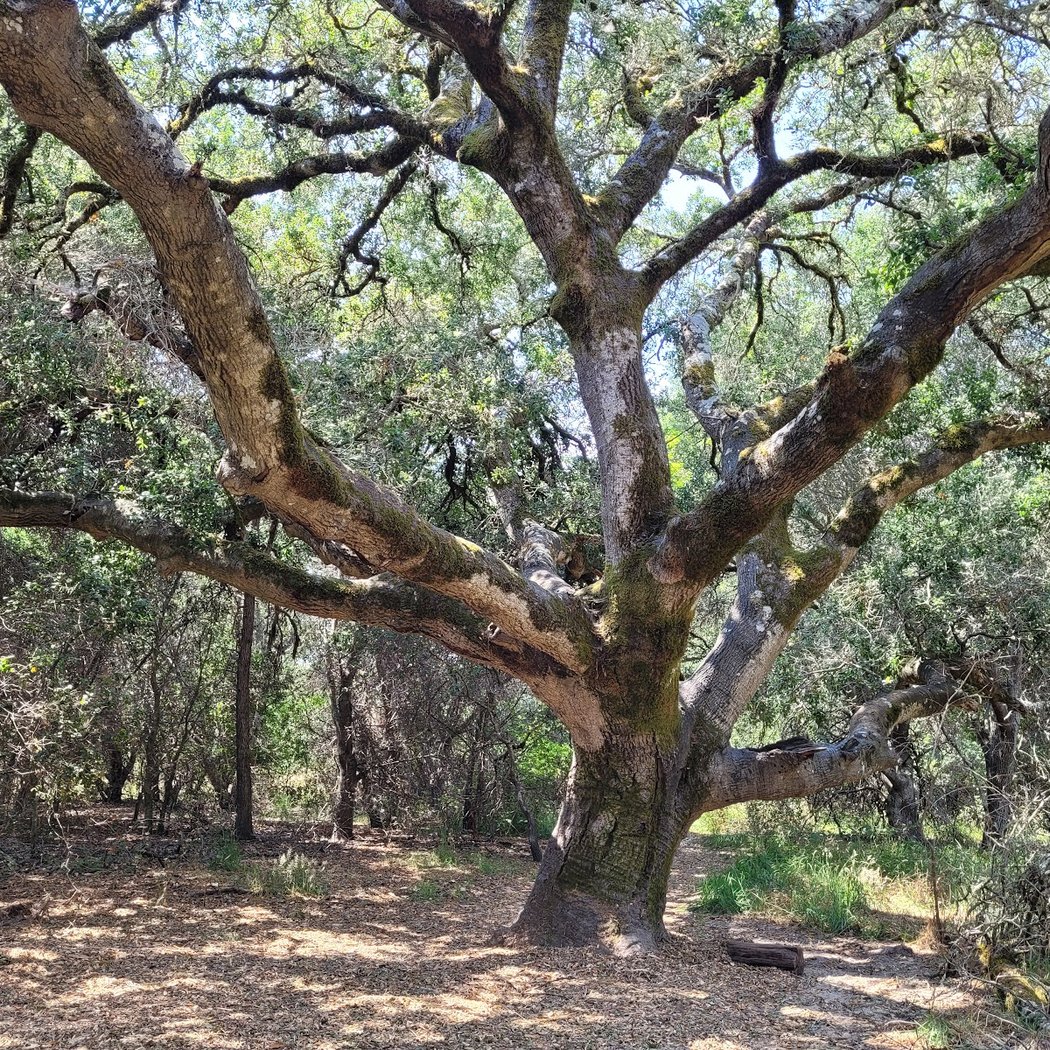 Outdoor Morning Prānāyāma 4