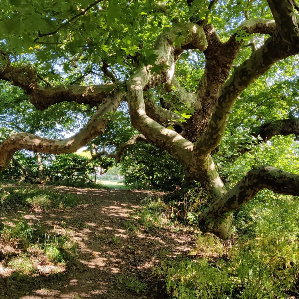 Étang Des Platanes 1