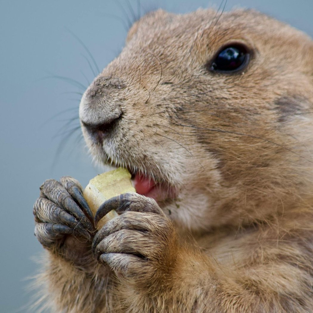 Prairie Dogs and Pastries 1