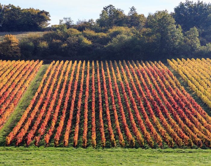 Les appellations bourguignonnes méconnues 1