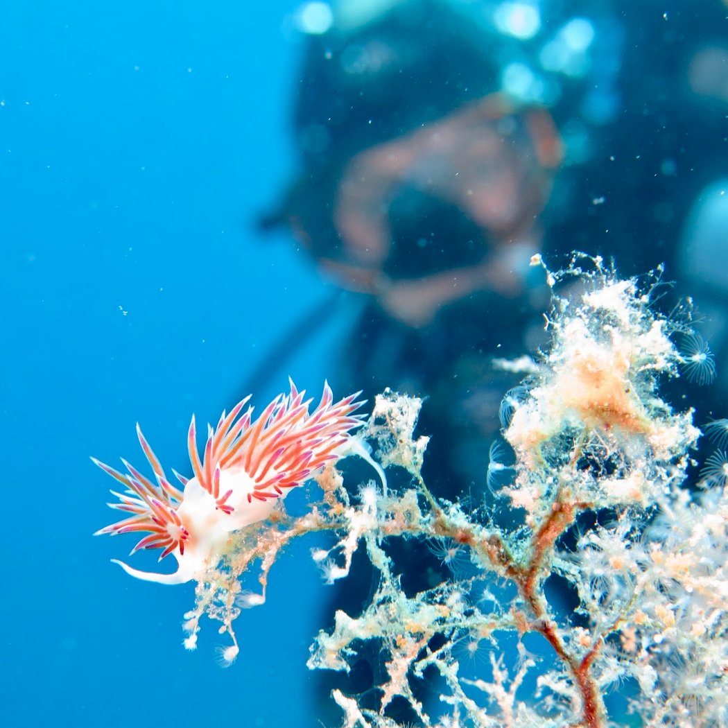 Sea ​​Horse Diving Calvi 1