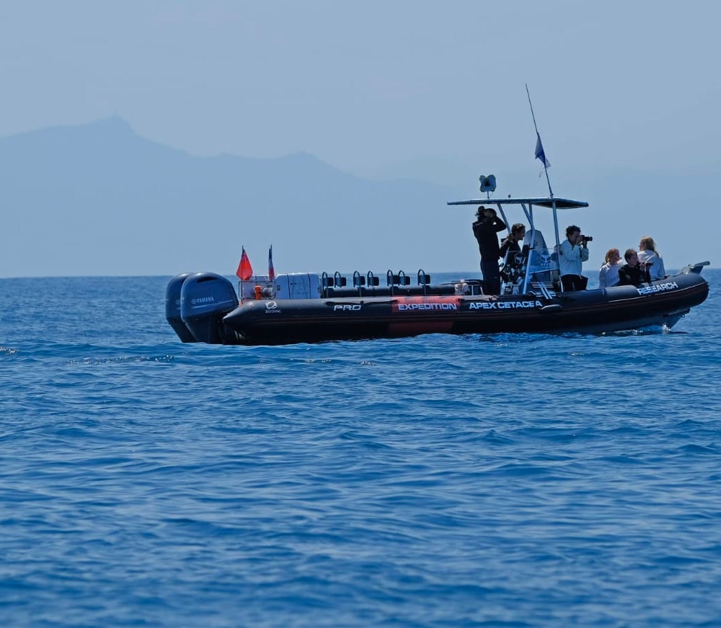 APEX CETACEA 3