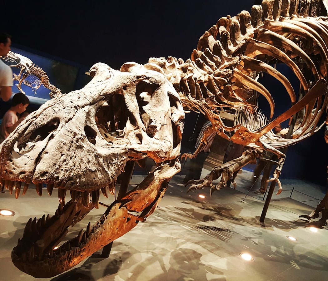 Trois regards sur le Muséum national d'Histoire naturelle 1