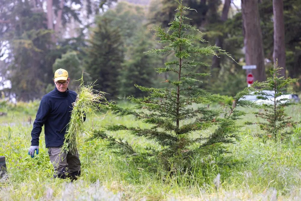 Volunteer: Presidio Forest Stewards