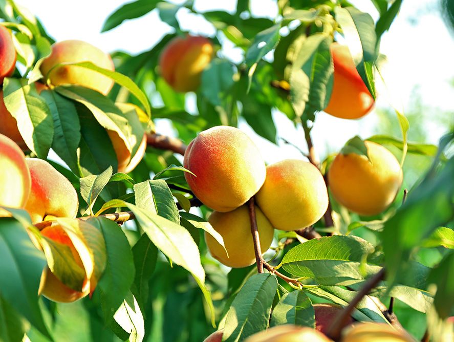 Peach Tastin' Days 1