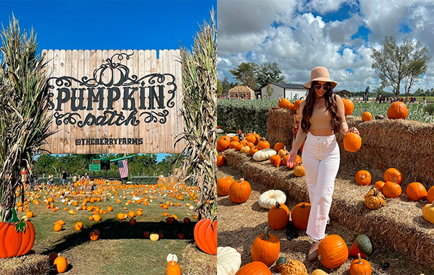 Harvest Festival