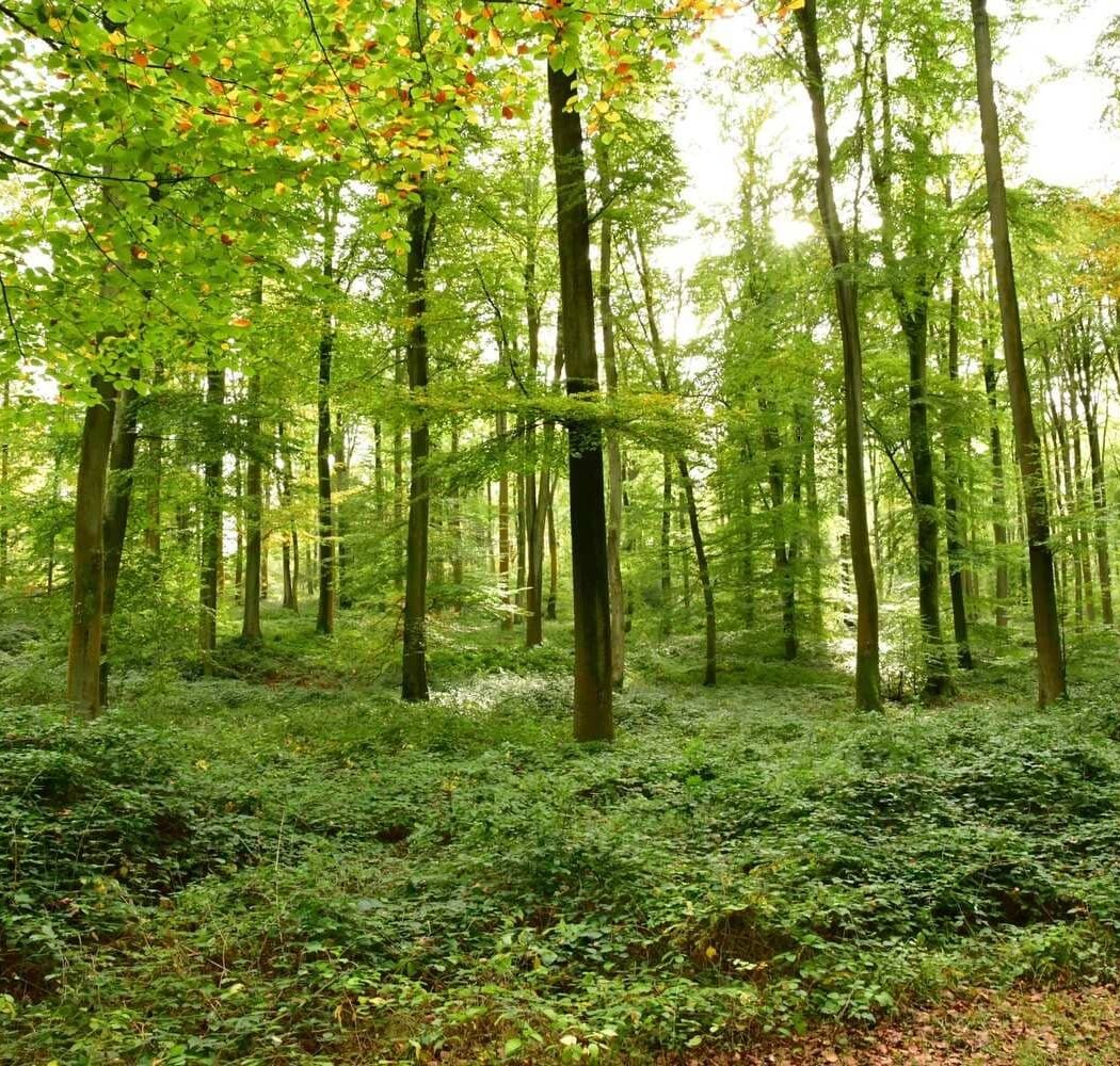 Eawy Forest 1