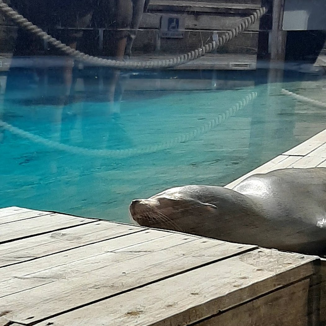 Bassin des Otaries de Californie 3
