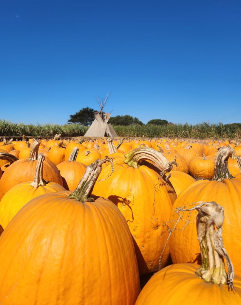 Farmer John's Pumpkin Farm 1