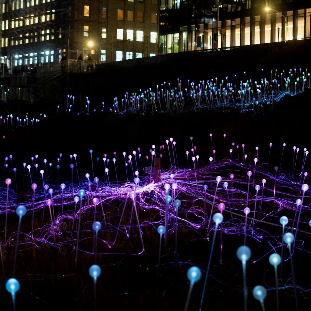 Field Of Light 2