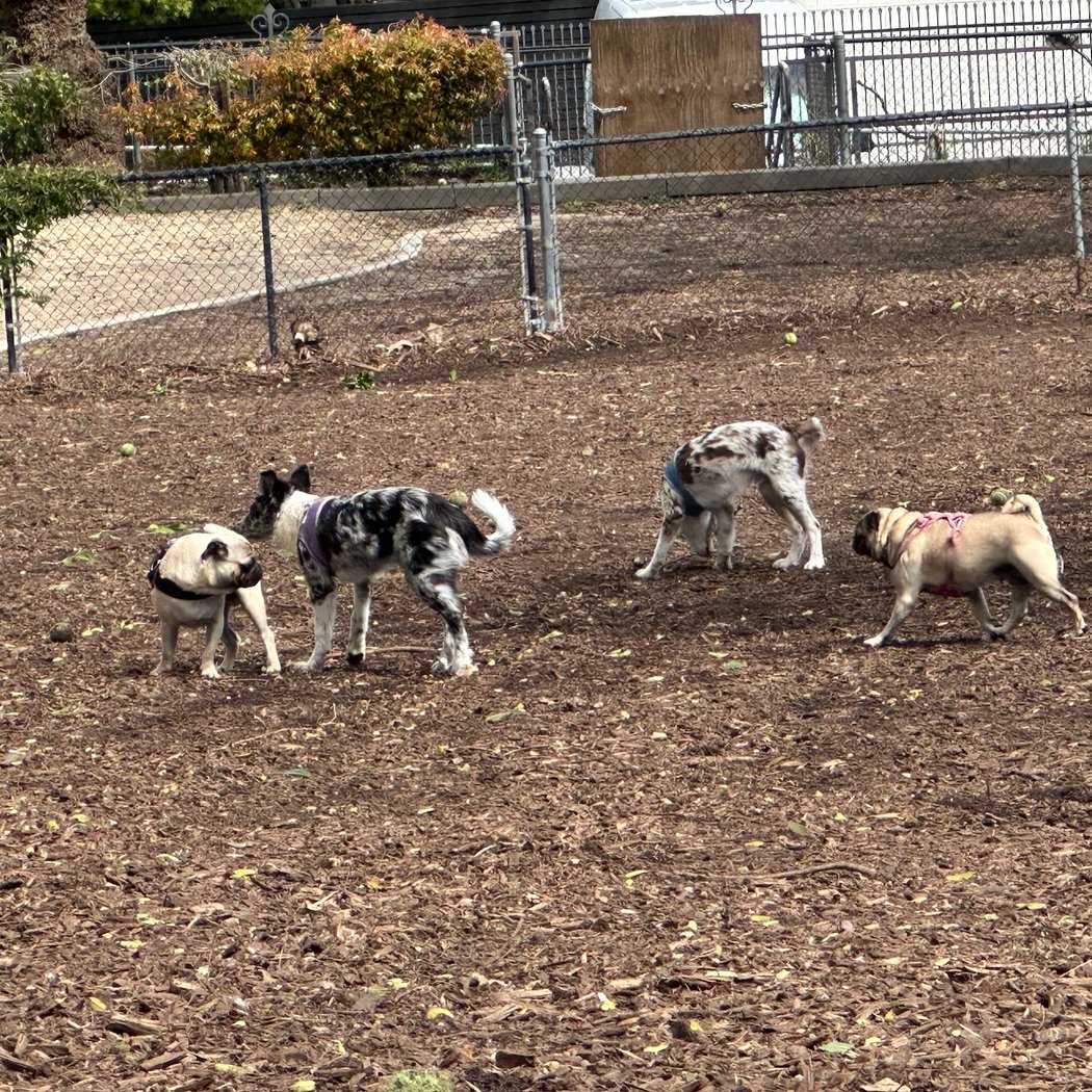 Herb Katz Dog Park 3
