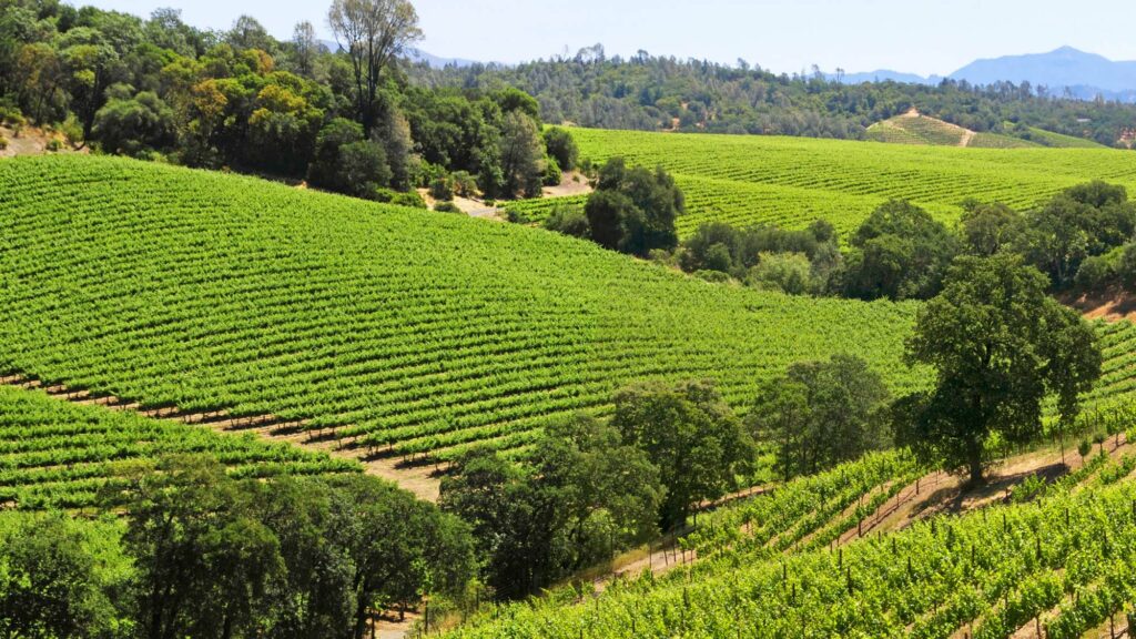 Dry Creek Vineyard 2