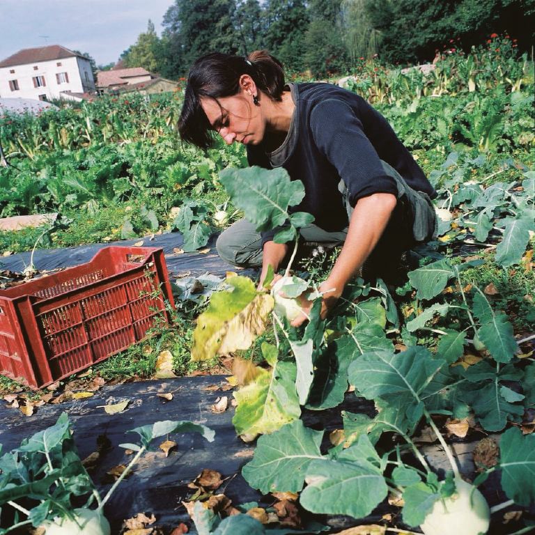 Réseau Cocagne 2