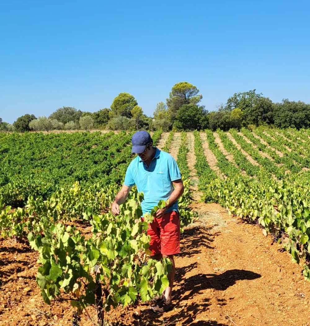 LES VIGNERONS DE SOUVIGNARGUES 3