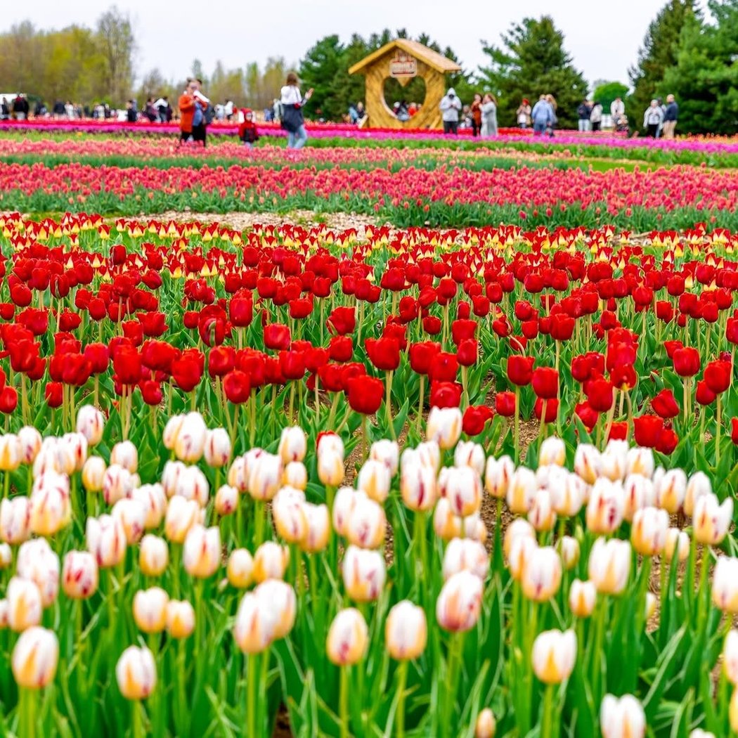 Tulip Festival 1