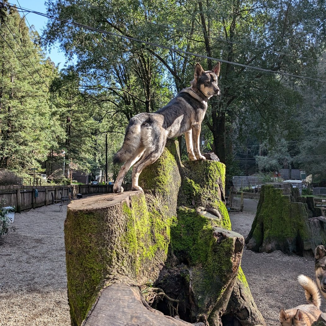 Bruno Farnocchia Dog Park 2