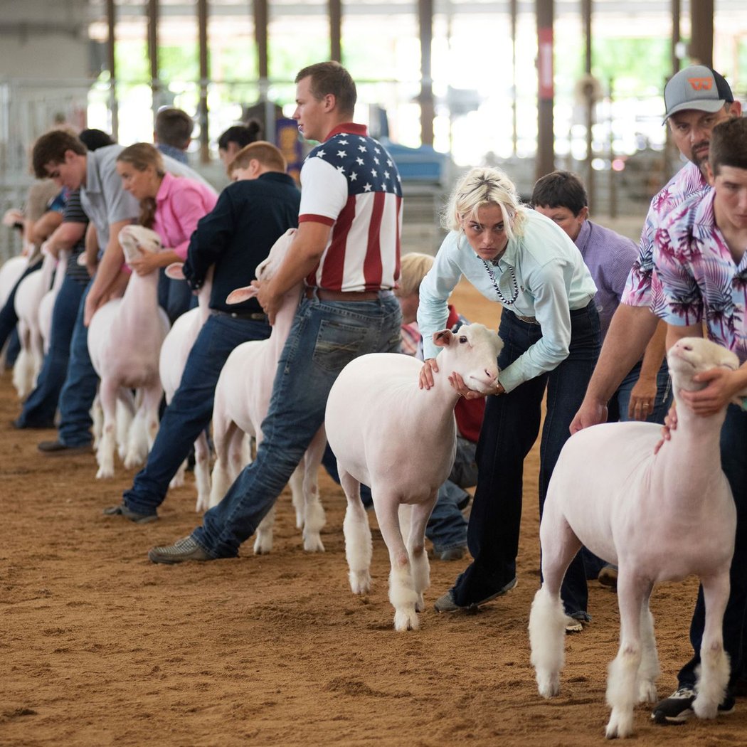 Livestock Entry 1
