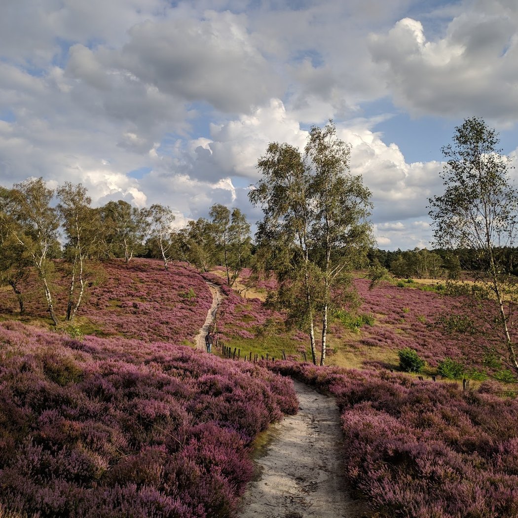 Fischbeker Heide 1