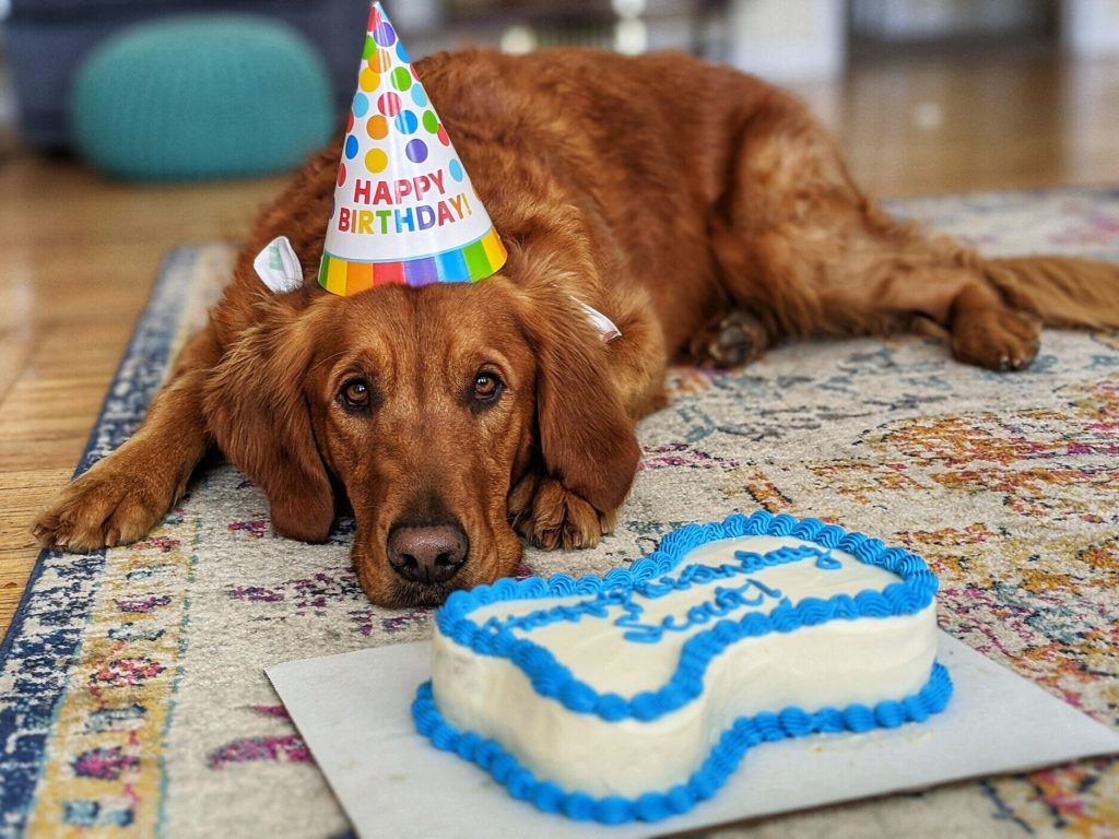 Gotcha/Birthday Pawty! 2