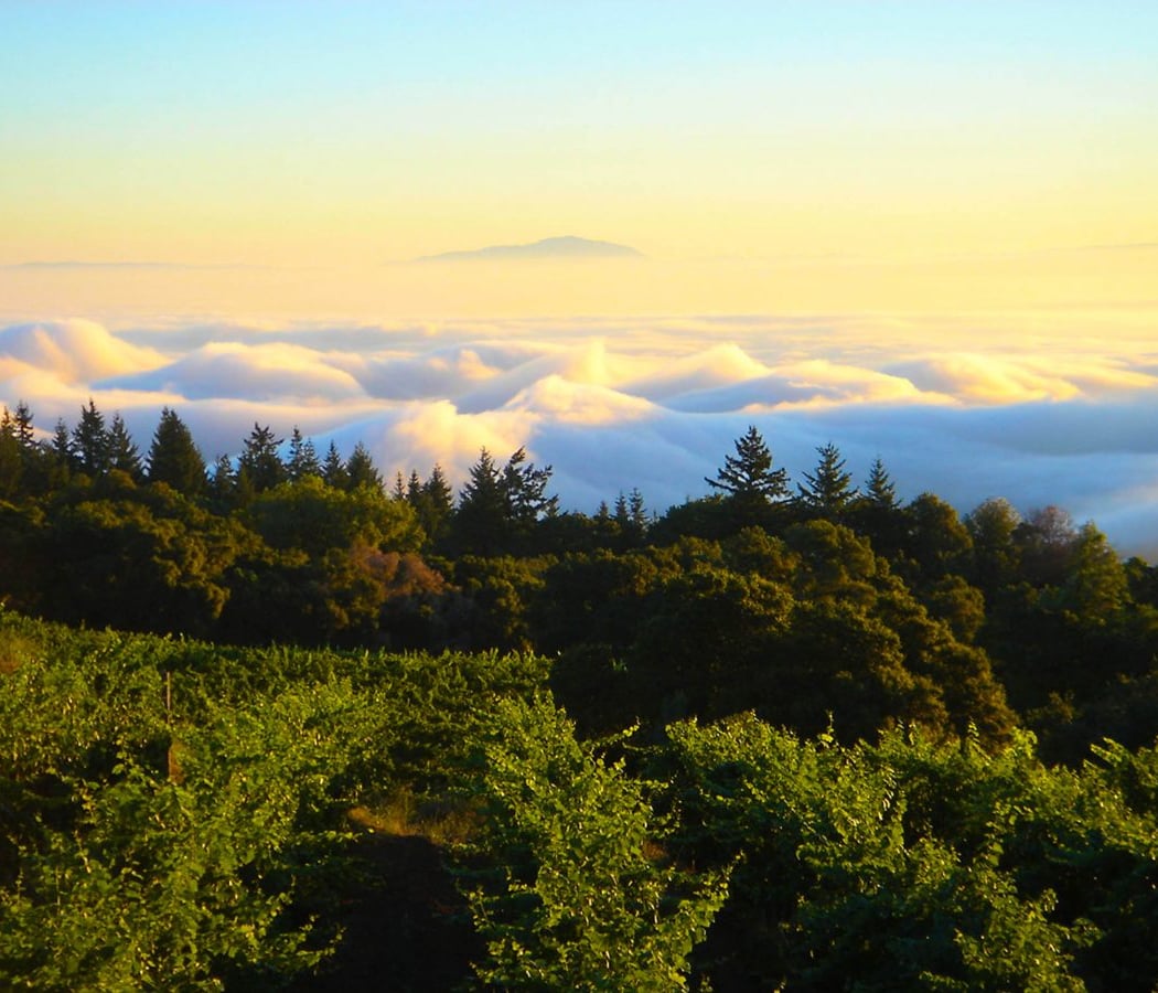 Wines of the Santa Cruz Mountains 1