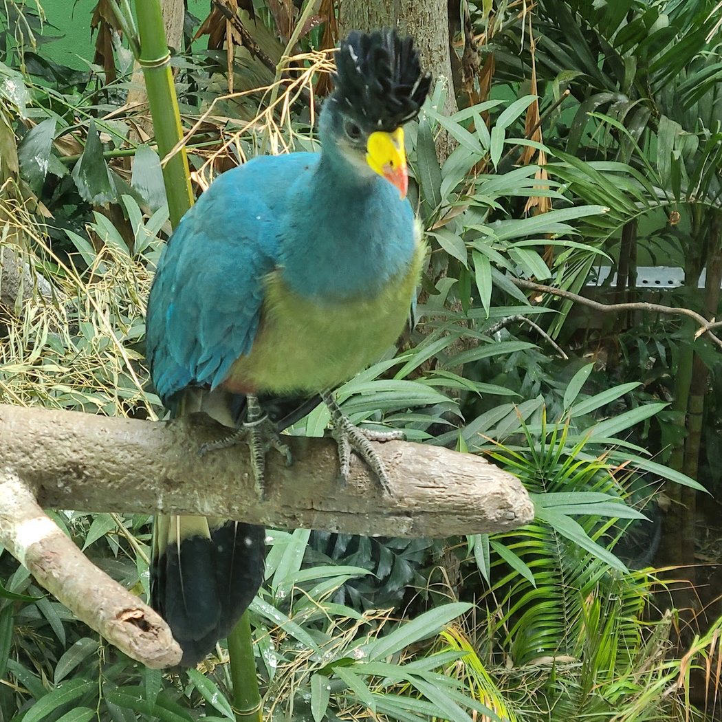 World of Birds 3