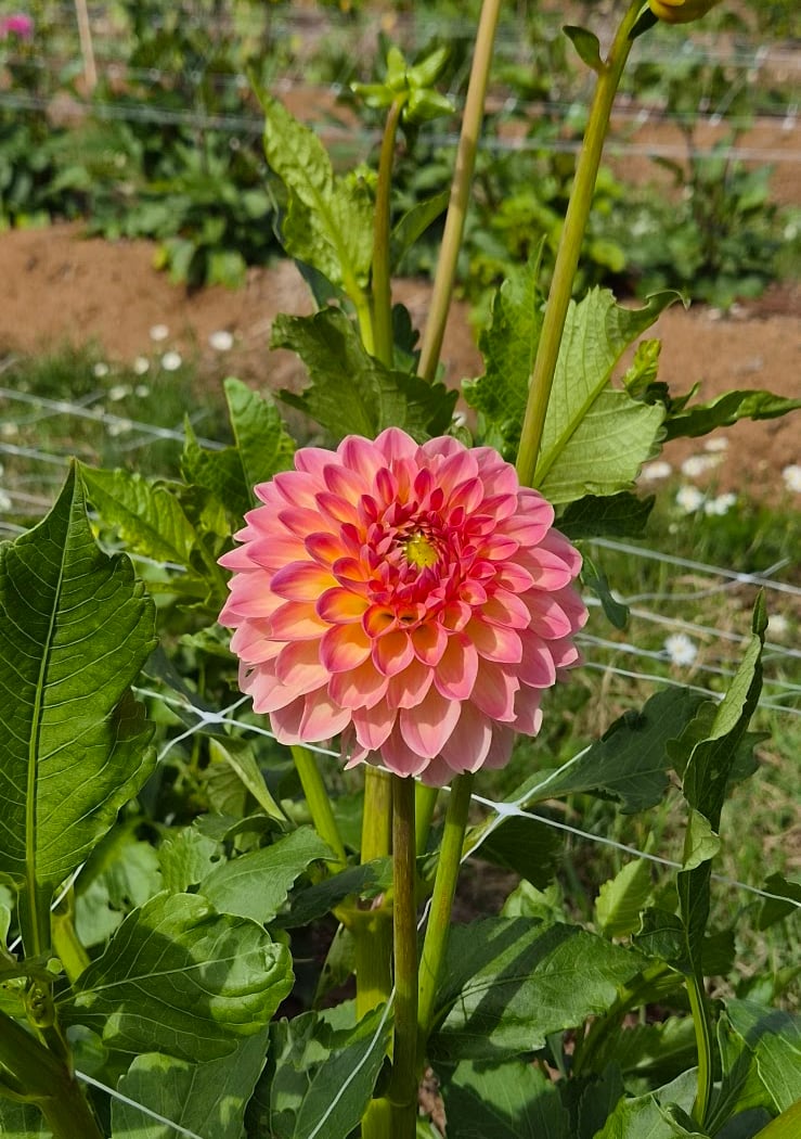 Dahlia District 2