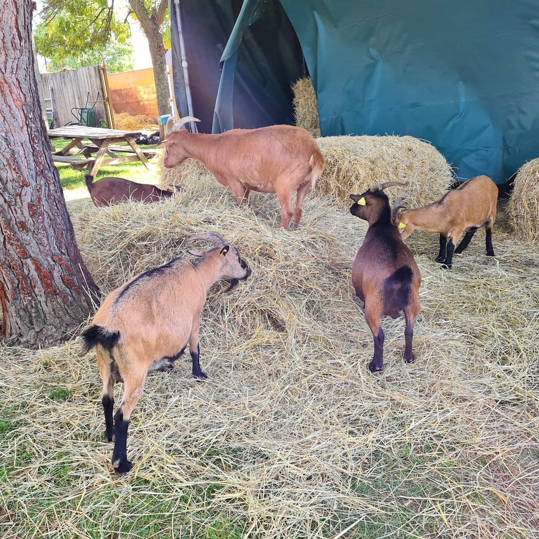 Open Farm Gally 5