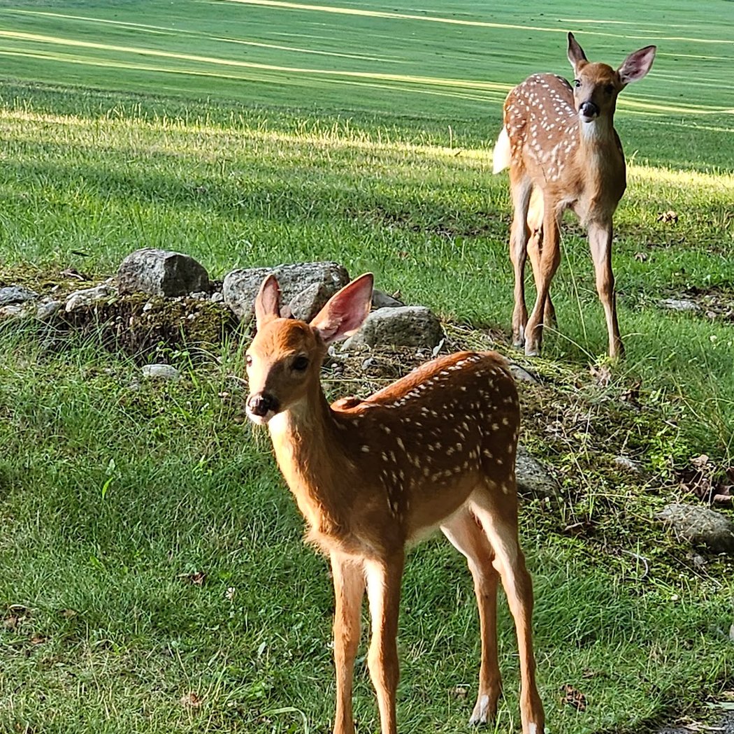 Darlington Golf Course 1