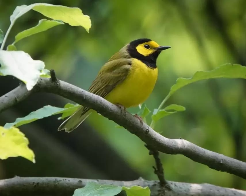 Birding in Peace: Late-Risers Edition (Members Only) 1