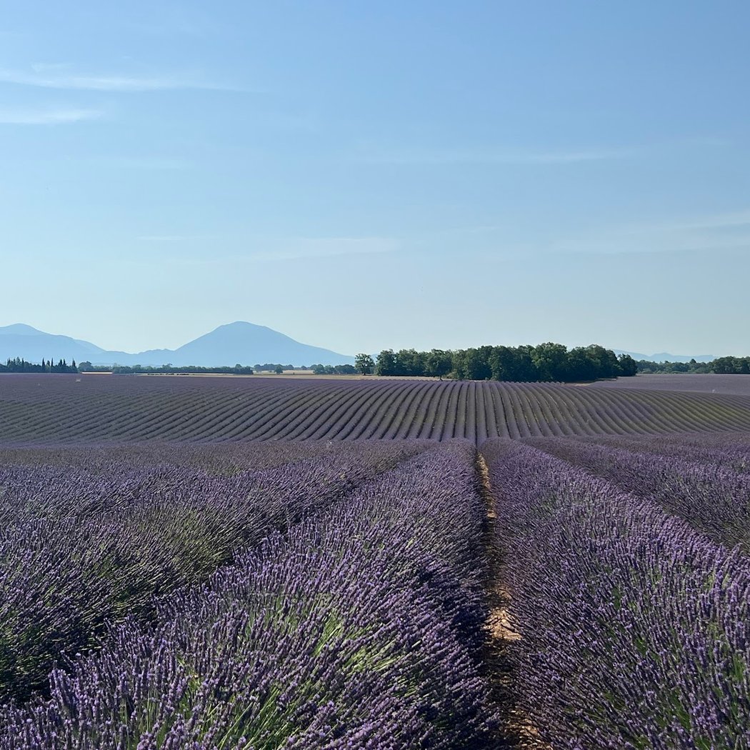 Lavender Fields 2