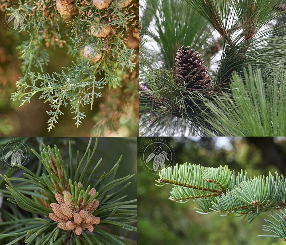Winter Conifer Trees 1
