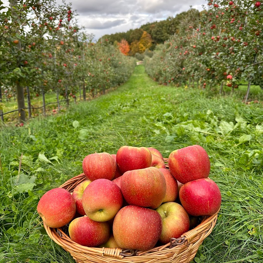 Wilklow Orchards 1