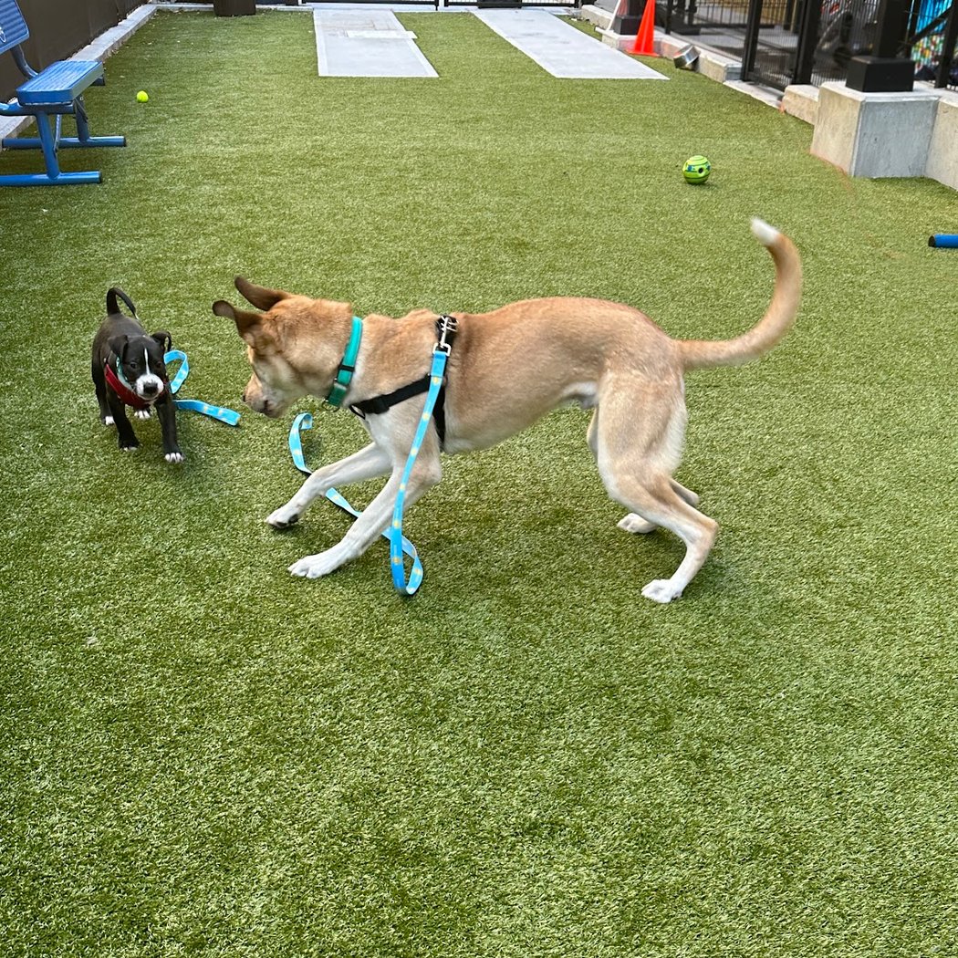 Bideawee Pet Adoption Center 3