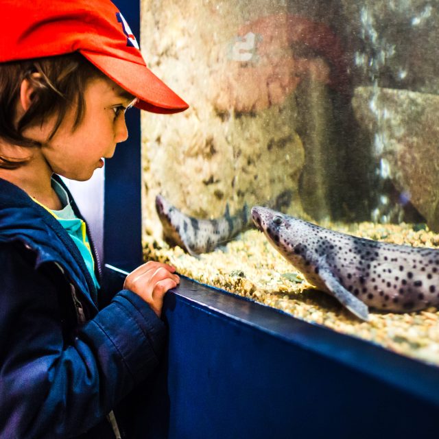 Aquarium Trégastel 1