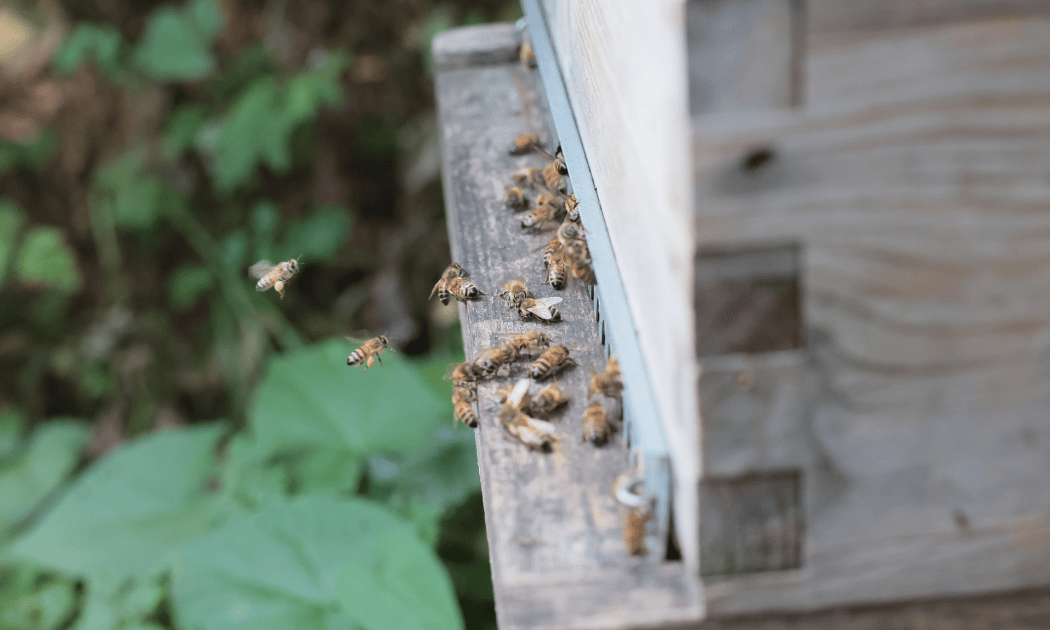 Atelier apiculture 1
