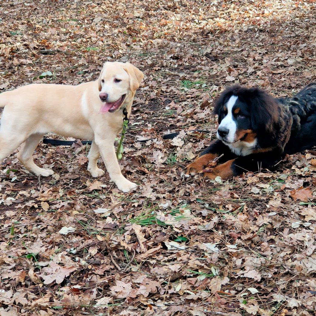 Chasse aux œufs au Bois Roy 5
