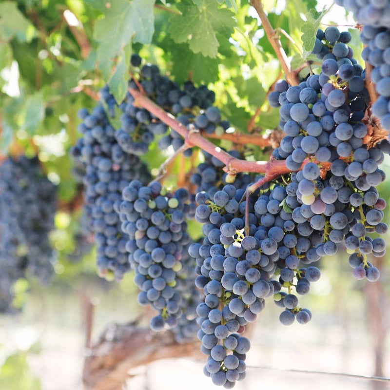 Intro to French Wines 2