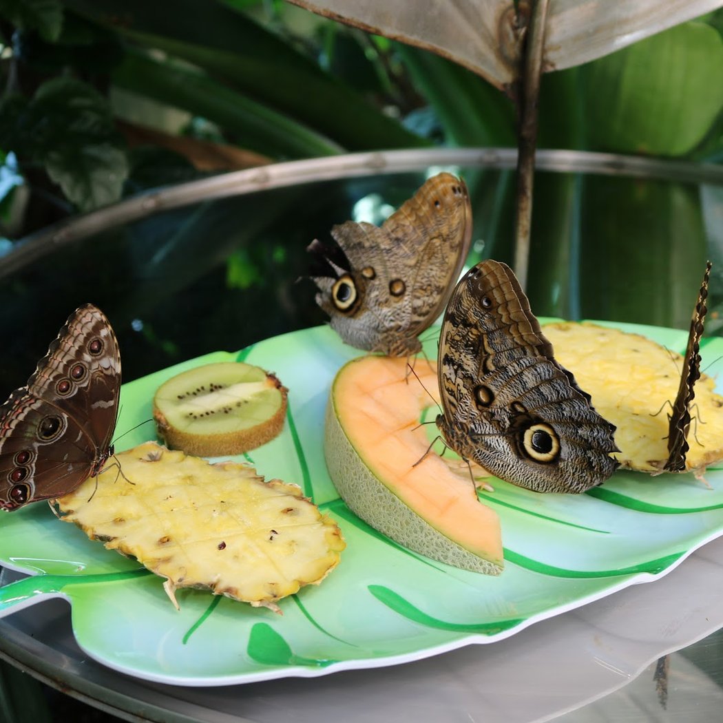 The Butterfly Atrium at Hershey Gardens 2