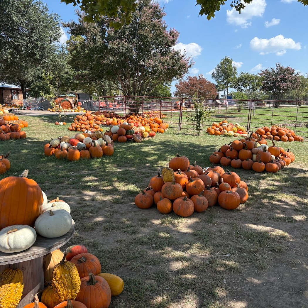 Huddinfarm Pumpkin Patch & Petting Zoo 2
