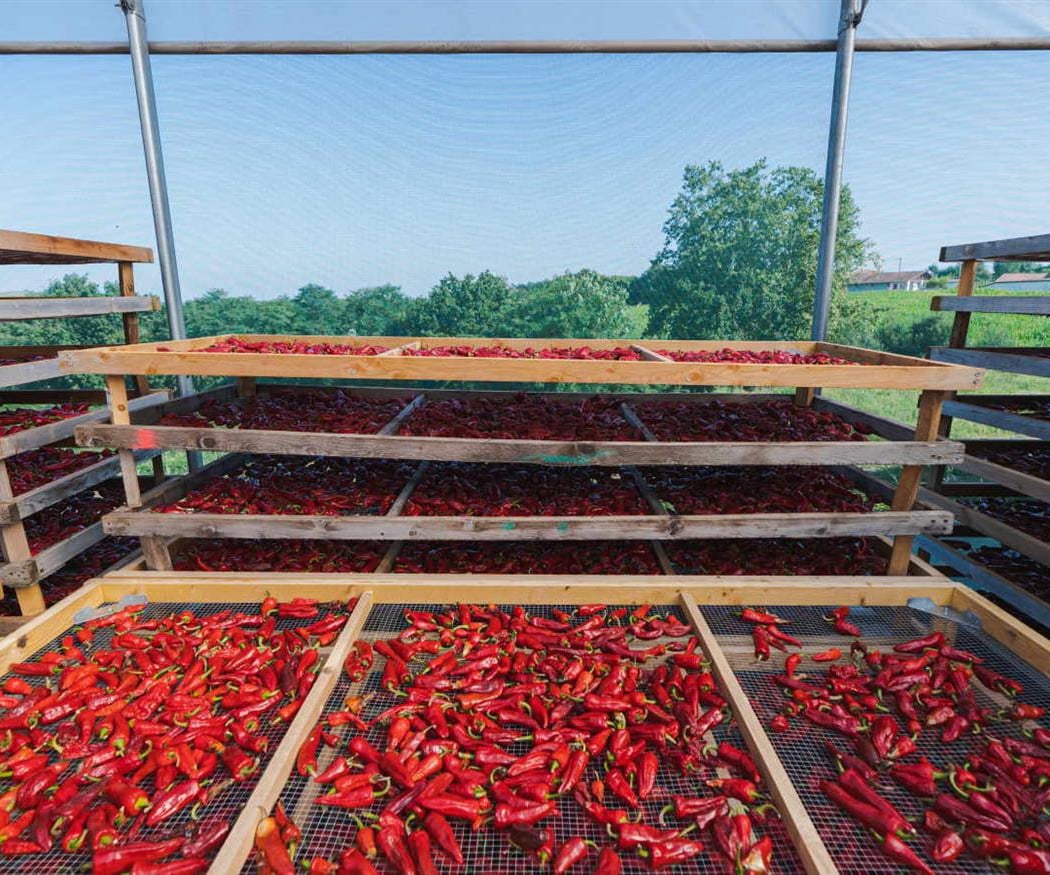 Atelier du Piment à Ezpeleta 4