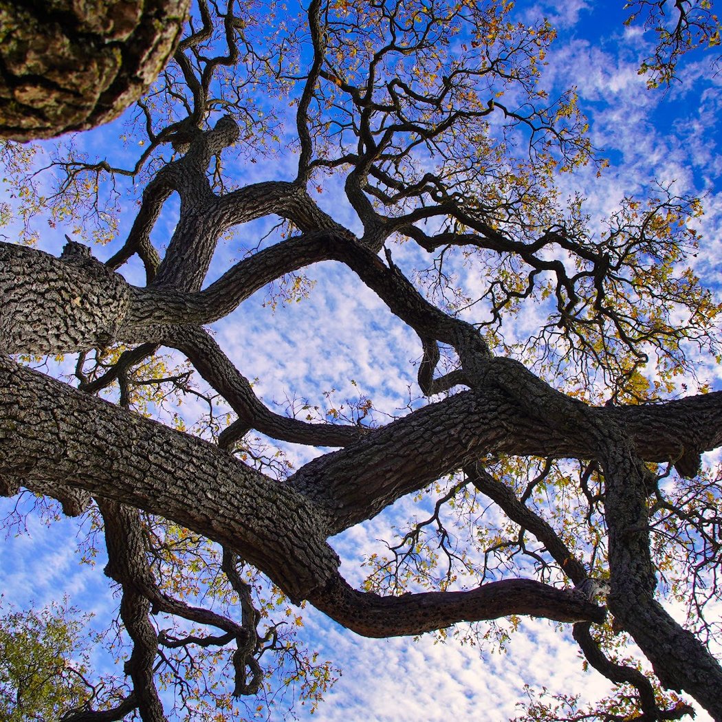 Belgatos Park 1