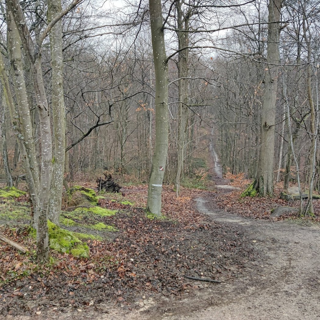 Forêt Domaniale de Marly-le-Roi 2