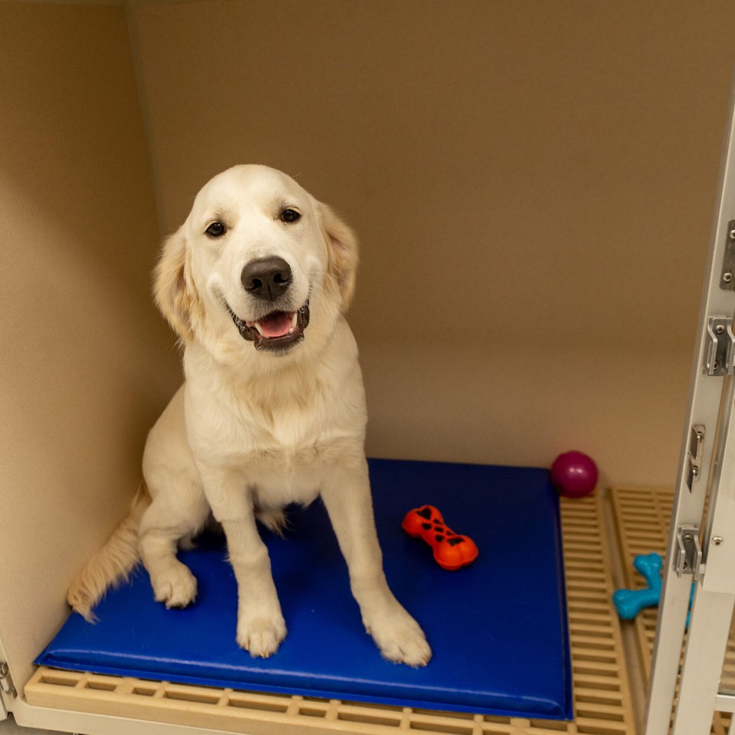 K9 Resorts Luxury Pet Hotel Garden City 1