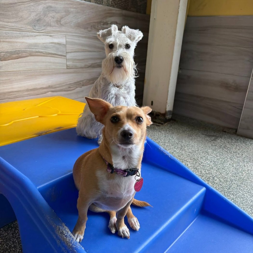 Dog Time! Stay and Play 2