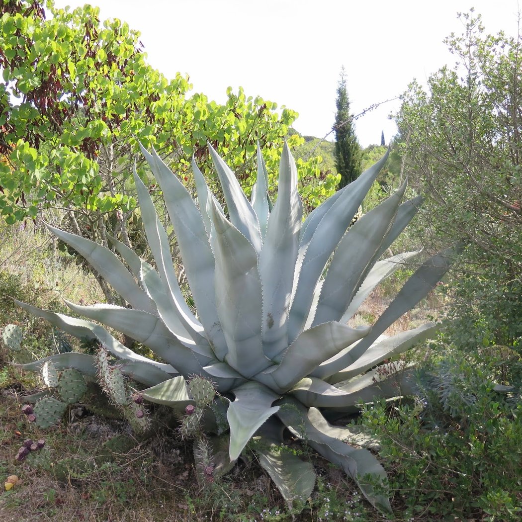 cactuseraie ESCAÏRE FIGUE 1