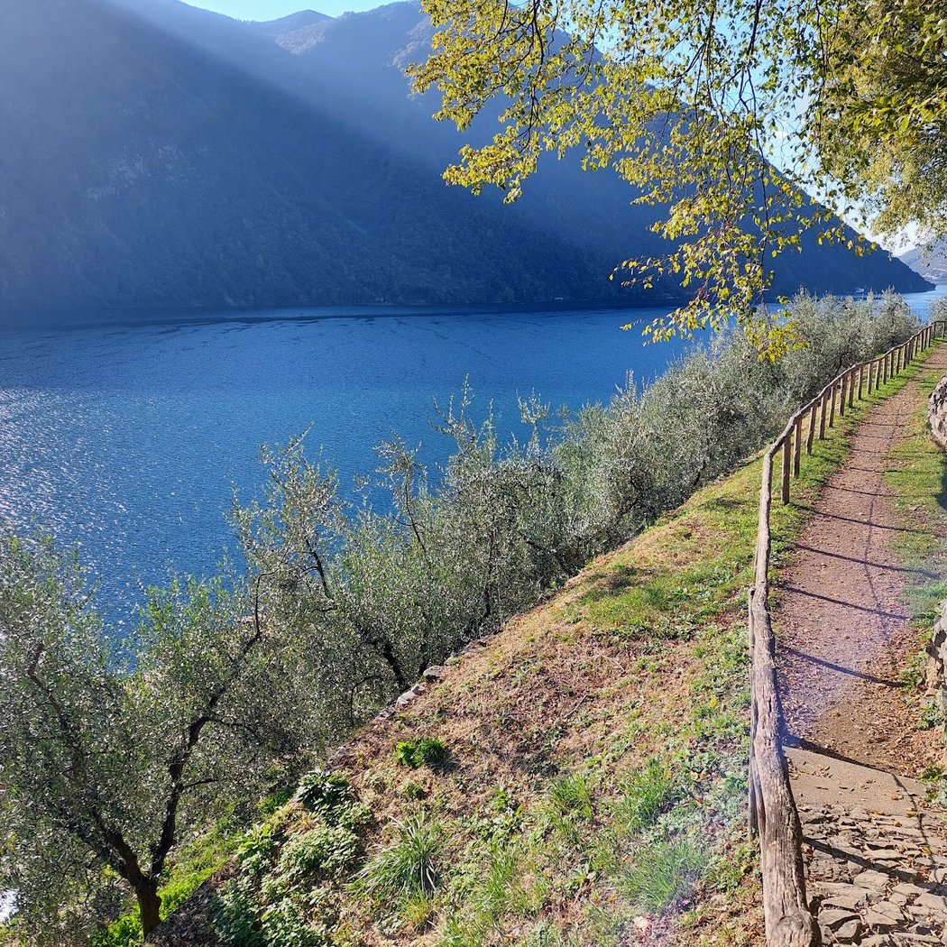Sentiero dell'olivo 3