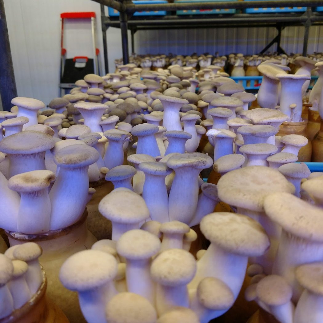 Gourmet Mushrooms Inc - Mycopia 2