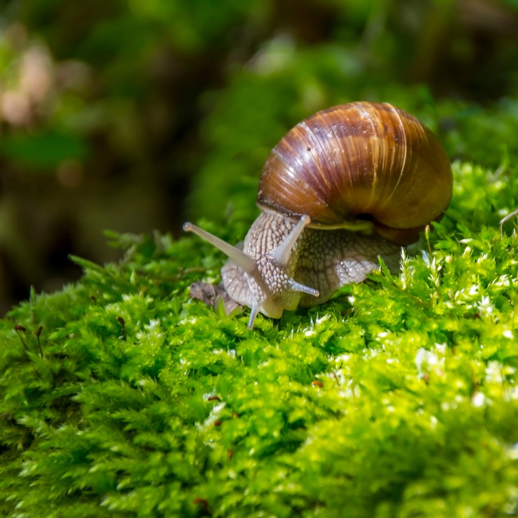 Bug Buddies: Snails & Slugs 1